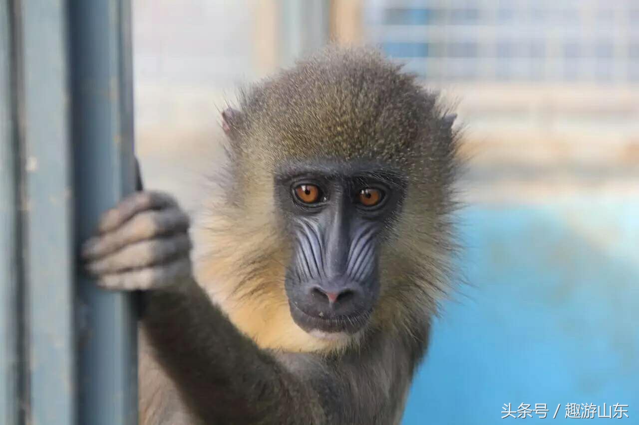 德州生态动物园,德州动物园布局