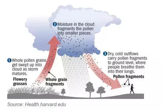 澳洲新一轮雷暴哮喘来袭！任何人都可能发作！内附缓解措施