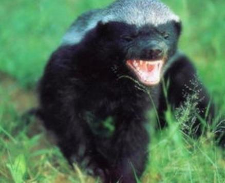 世上第一凶猛蜜獾大战狮子,蜜獾看到非洲狮群时毫无畏惧