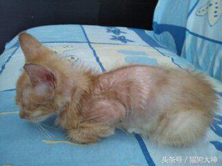 人得了猫癣如何预防猫癣扩散,被感染猫癣了怎么办