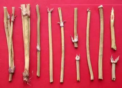 麻黄治感冒的中药,麻黄怎么吃治感冒