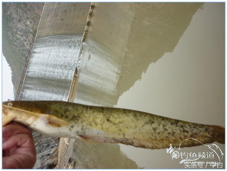 虎岭钓鱼路亚,虎岭钓鱼场