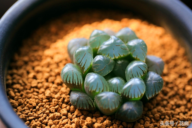 冰灯玉露怎么养才能开花,冰灯玉露怎么养才肥