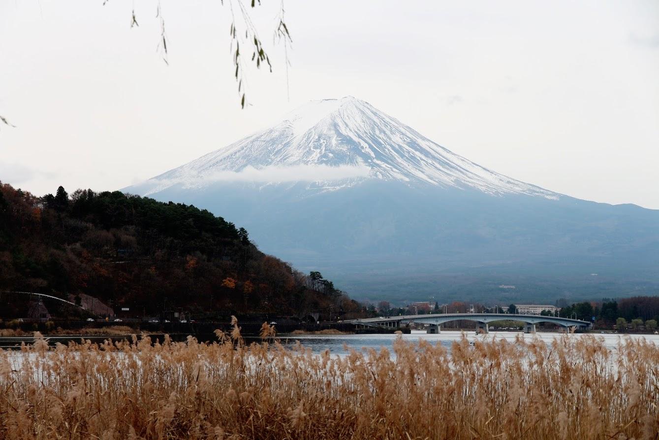 京都银杏图虫旅行,手绘研学旅游日记