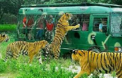 狮子动物园咬人事件,日本动物园发生的狮虎斗