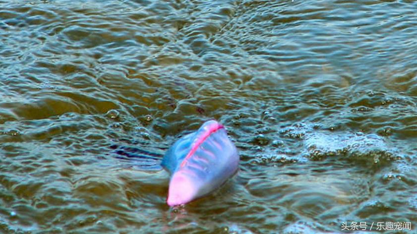 碰到飘着的气球,看到气球飞走就会有恐惧感