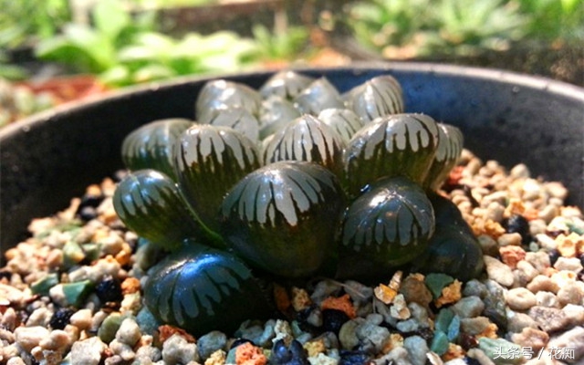 小叶冰灯玉露是冰灯玉露吗,冰灯玉露与雪花冰灯玉露