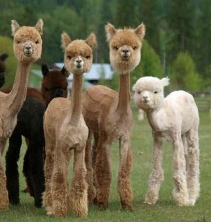 羊驼怎么吃才好吃,羊驼的生态习性