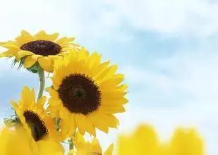 过了司考可以从事什么岗位,过了司考可以接案子吗