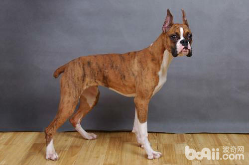 三大护卫犬哪一个最适合新手,又强又不失美观的护卫犬