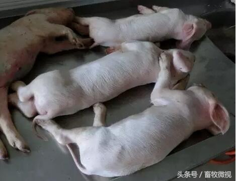 猪喘气急促又吐又泻是怎么回事,猪上吐下泻还咳嗽是什么病