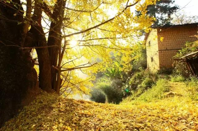 南雄看银杏值得去吗,南雄看银杏攻略