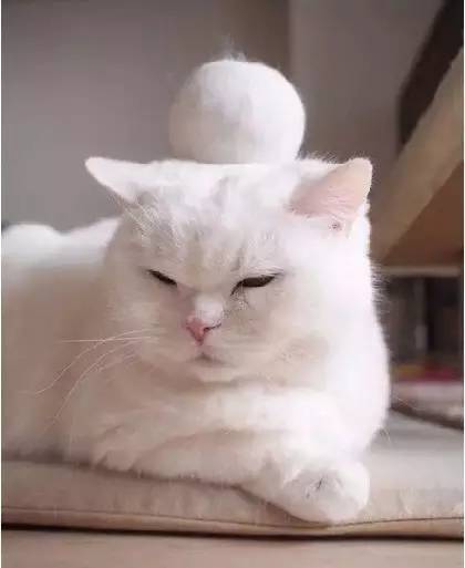 还在为家里掉的头发烦恼,还在为衣服上的猫毛而烦恼吗