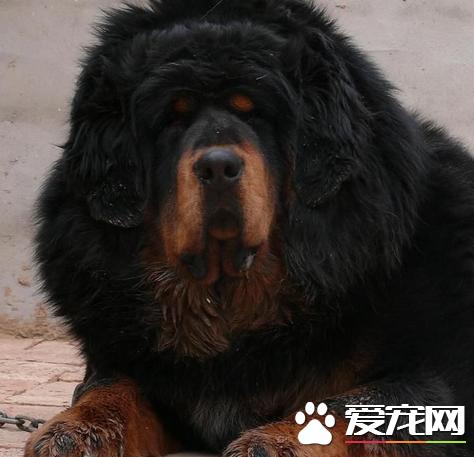 藏獒怀孕期藏獒怀孕与其他狗狗的不同