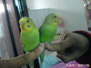 想不想成为杨过？教你怎么驯服虎皮鹦鹉，让你的鹦鹉变雕兄