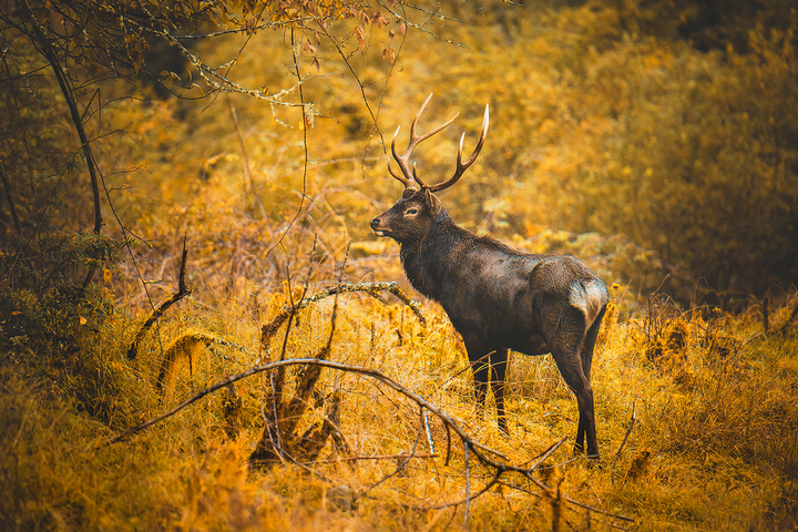 二郎山雪景,天全二郎山冰雪节