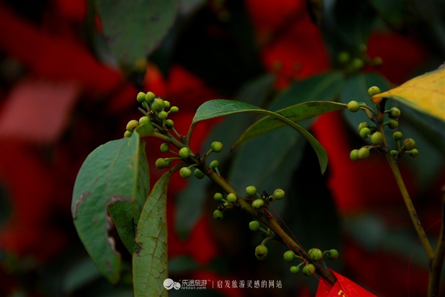 漫步缙云“自然小径”书写自然笔记