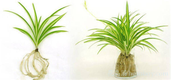 水培油画吊兰的养殖方法,怎样水培金边吊兰又可以养鱼