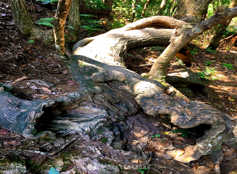神仙居的景色真的很美,神仙居山水美如画