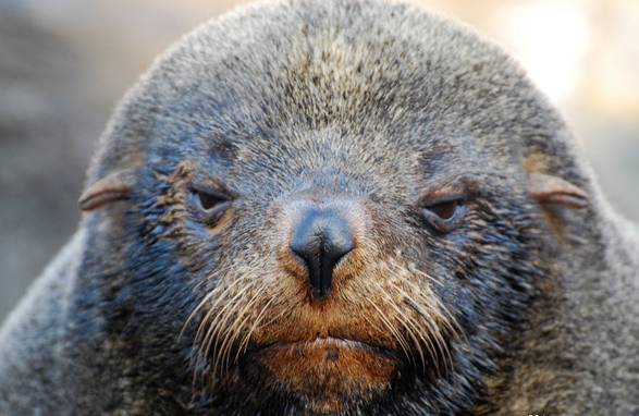 萌萌哒海狮空降海口，竟然还有这样的水上活动！