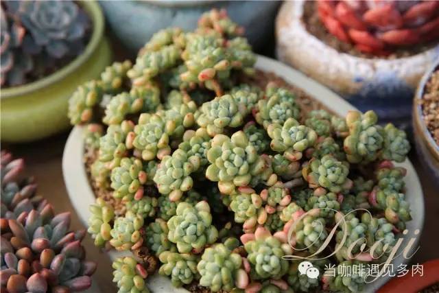 大群老桩秀妍多肉,多肉大群造型图