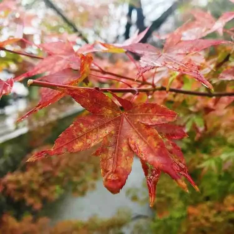 日本自由行京都红叶之旅,日本名古屋红叶风景