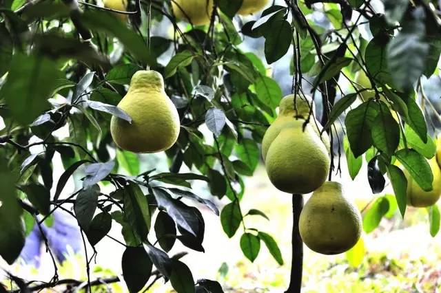 赣州美食不打烊,赣州美食推荐过年不打烊