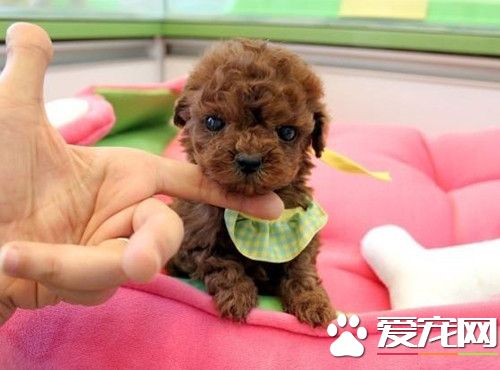 泰迪茶杯犬和玩具犬的区别,茶杯泰迪犬会不会生出玩具泰迪