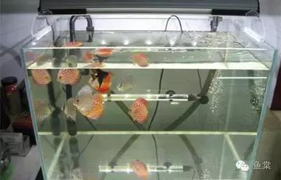 加热棒加热为什么会死鱼,加热棒会不会把鱼烫死