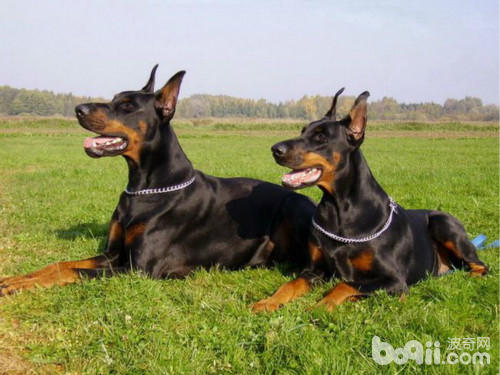 三大护卫犬哪一个最适合新手,又强又不失美观的护卫犬