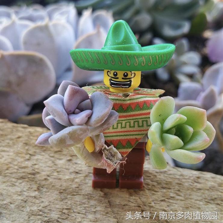 乐高积木成人款植物多肉,小玩具乐高
