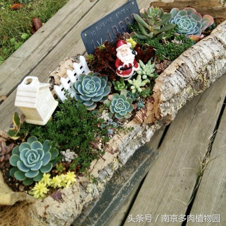 乐高积木成人款植物多肉,小玩具乐高