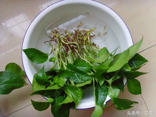 土培绿萝转水培正确方法,绿萝土培转水培的正确方法