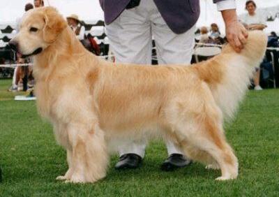 金毛有卷毛是什么原因,我家金毛为什么那么笨