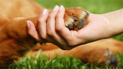 狗狗后腿伸不直是怎么回事,狗狗的后腿站不直弯曲怎么回事