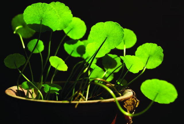 盆花叶子发黄怎么处理,养花叶子发黄处理方法