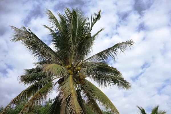 全家去三亚自驾过年攻略,十一月份带全家去三亚