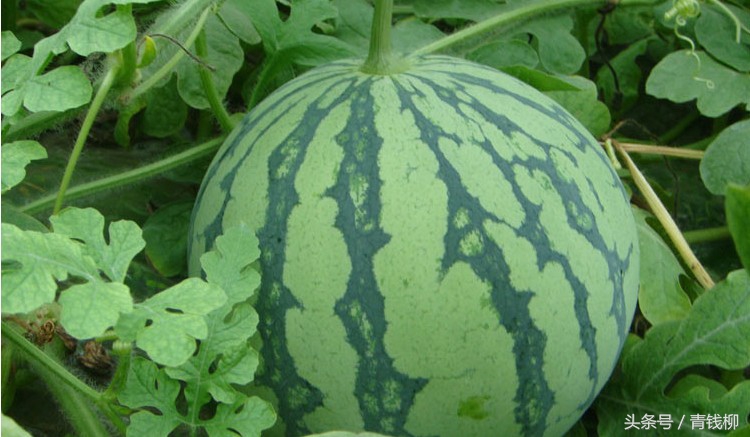 早佳8424西瓜种子种植管理,早佳8424西瓜露地种植方法