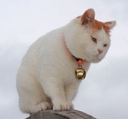 猫咪尿不出来吃了药不管用,猫咪着急上厕所没忍住