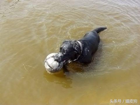 大狗黑色黄色,大狗黑灰色