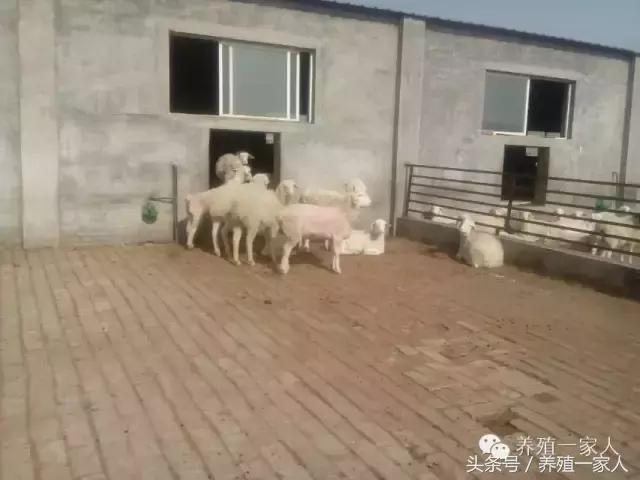 为什么羊群会出现羊欺负羊的现象,羊在放牧时总是啃土怎么回事