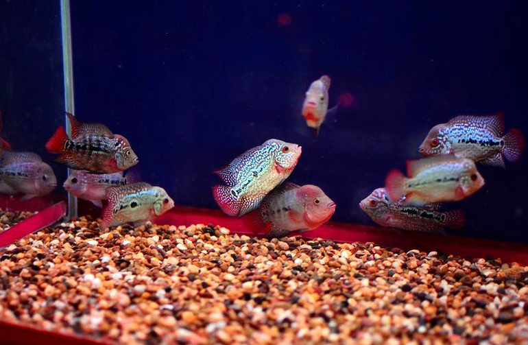 罗汉鱼怎么饲养为最佳,罗汉鱼正确饲养技巧图解
