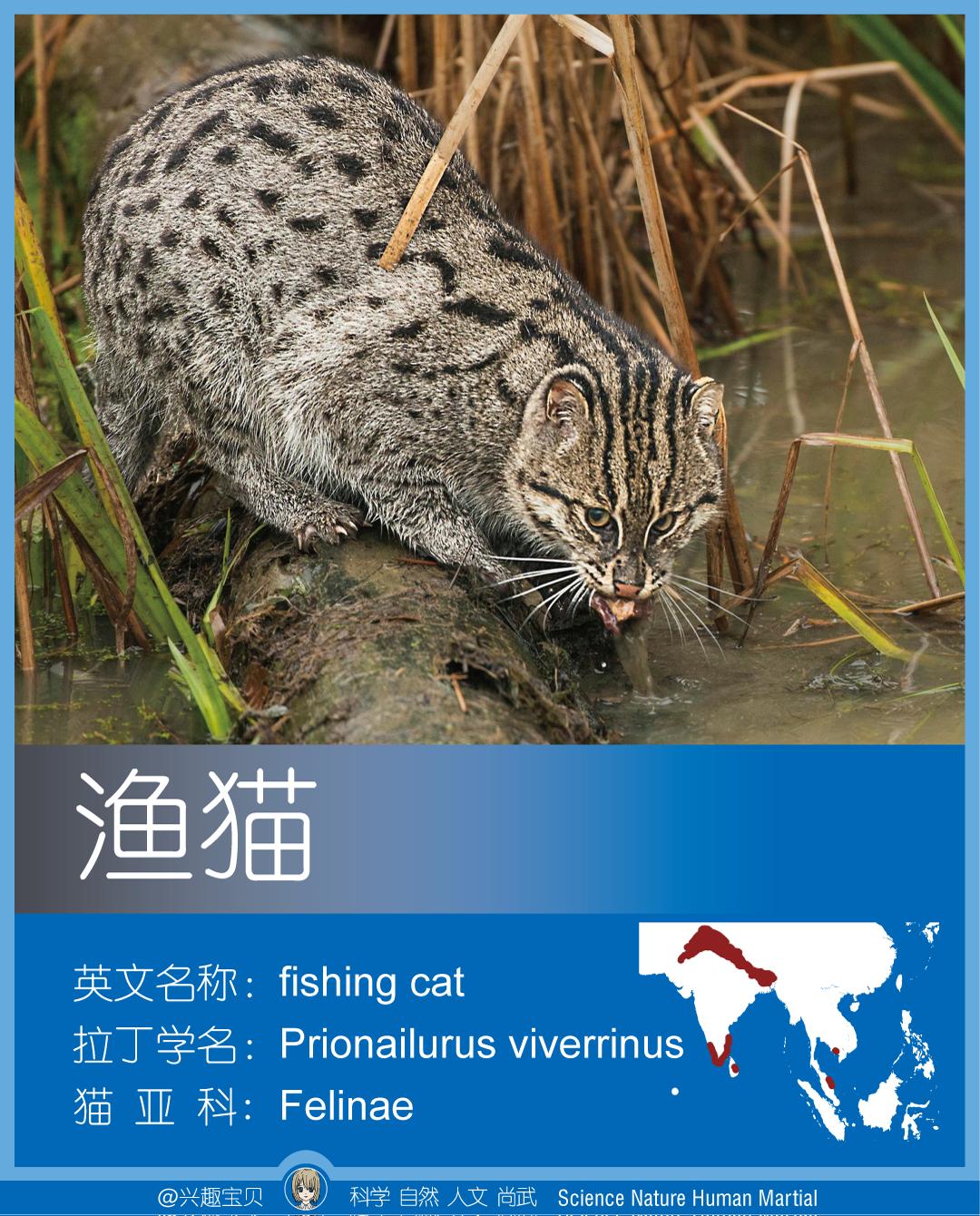 所有36种猫科动物排行,兴趣宝贝21期