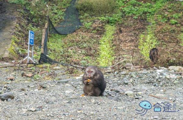 戏猴、爬山、观瀑布，那就跟我去卧龙谷！