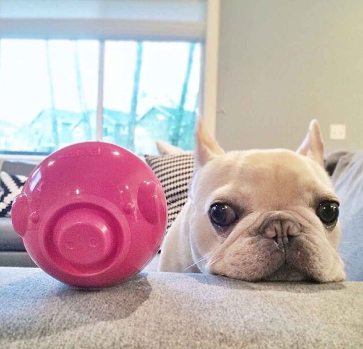 狗狗为什么会长脓皮病,狗狗皮肤上有脓疱掉毛