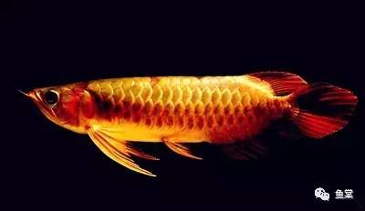 金龙鱼识图,金龙鱼怎样发色好看