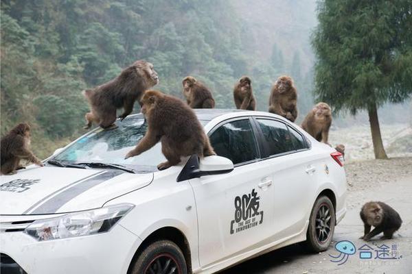 戏猴、爬山、观瀑布，那就跟我去卧龙谷！