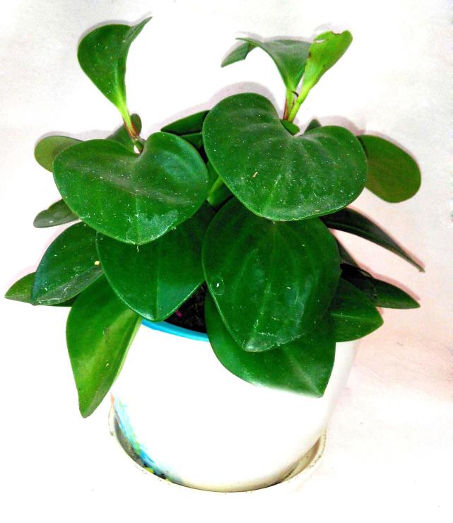 盆花叶子发黄怎么处理,养花叶子发黄处理方法