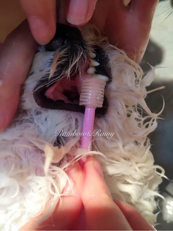 狗狗洗澡教程新手大型犬,狗狗洗澡教程新手入门