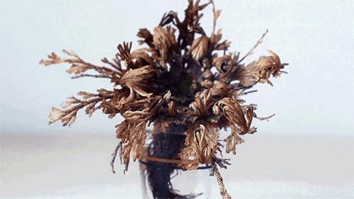 农村里常见的野草是药吗,农村常见野草中草药